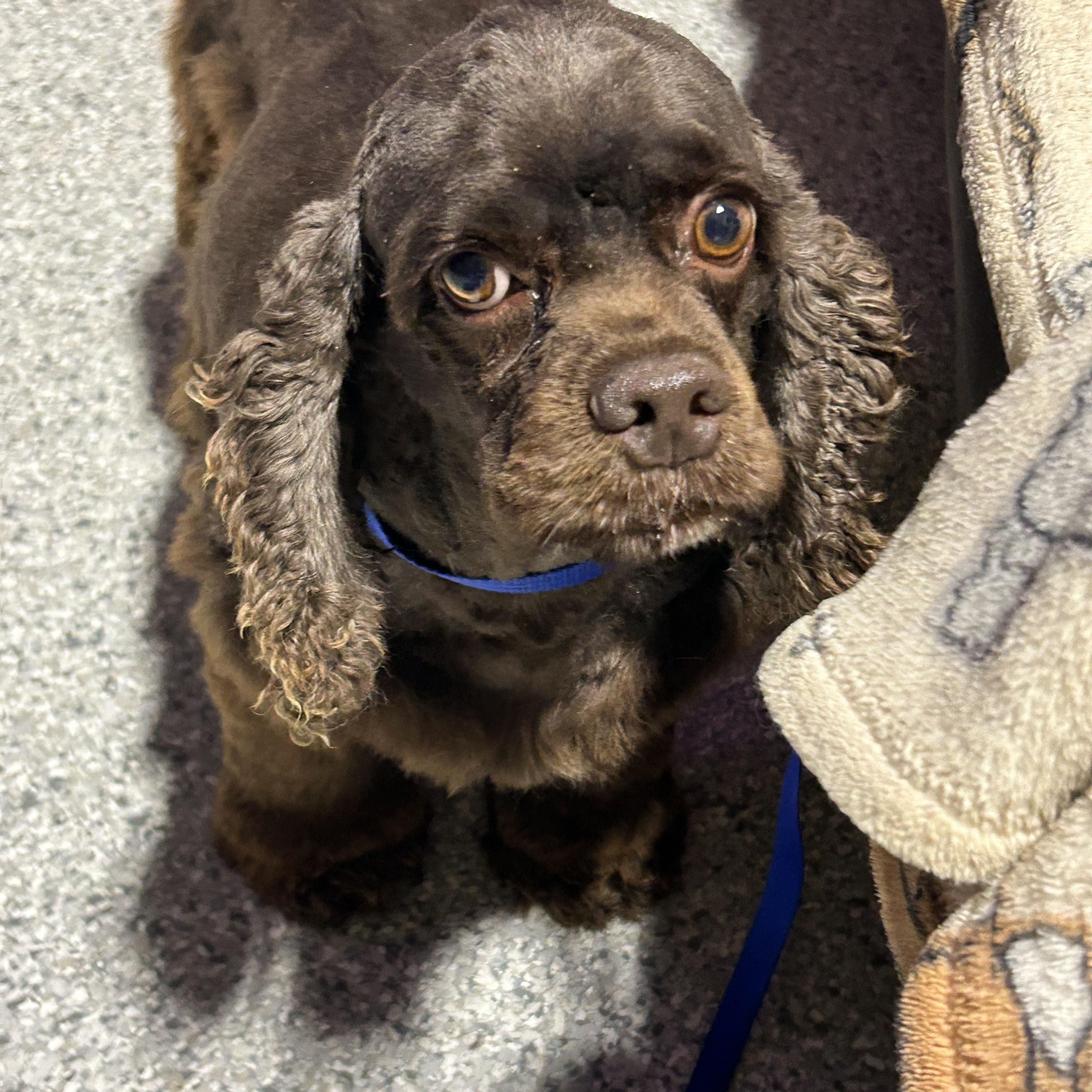 Enlarge Sarah 19 lbs, a Adoptable Cocker Spaniel in Maumee , OH image 1/3