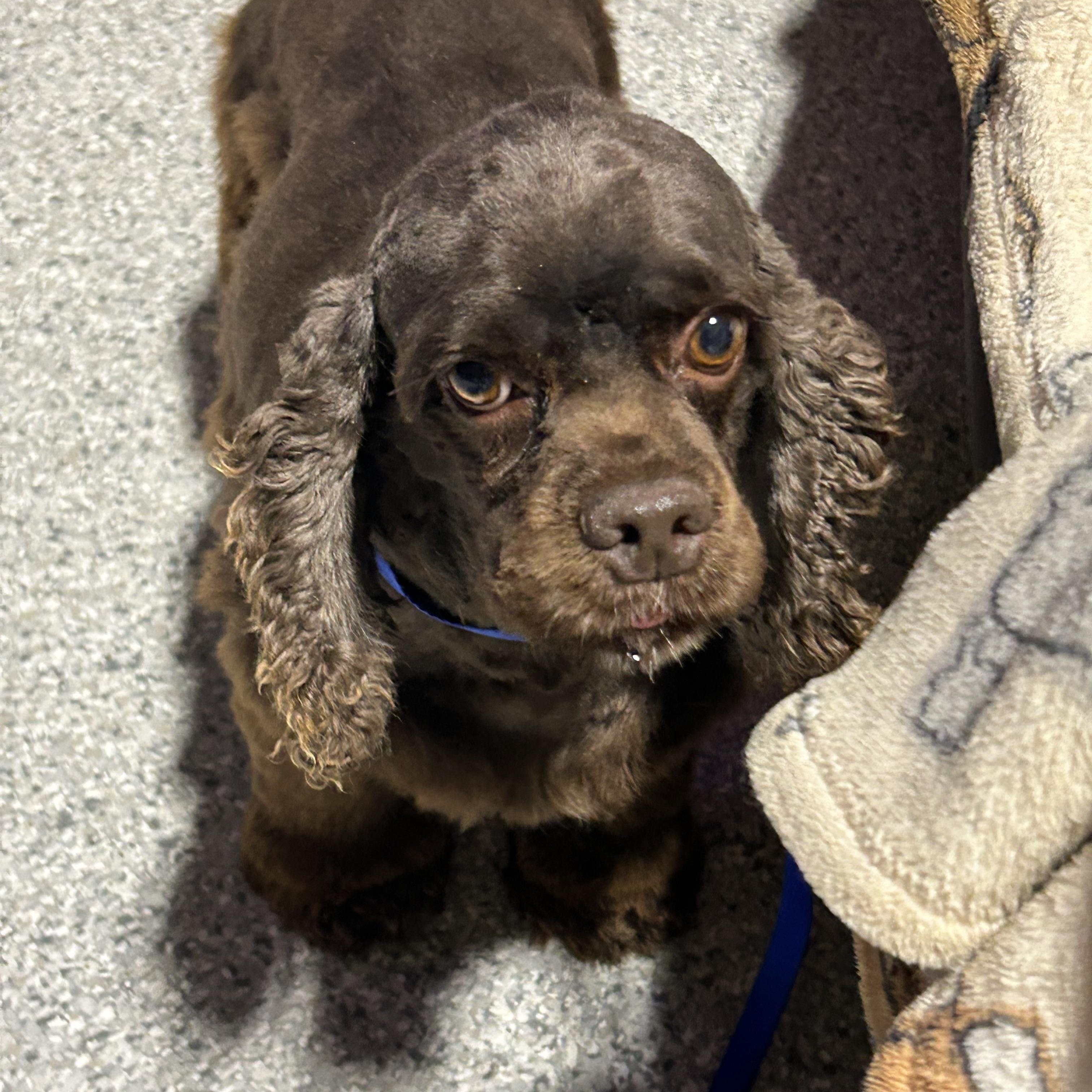 Enlarge Sarah 19 lbs, a Adoptable Cocker Spaniel in Maumee , OH image 2/3