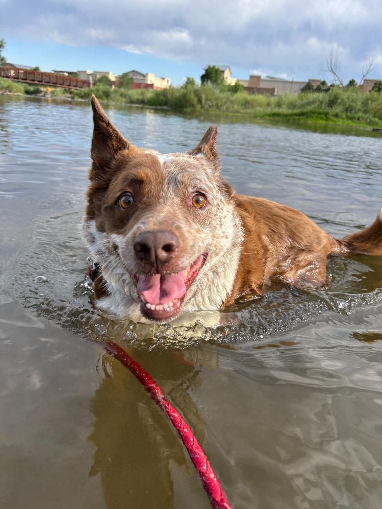 Reno **COURTESY LISTING**, Adoptable, Senior Male Australian Cattle Dog / Blue Heeler.