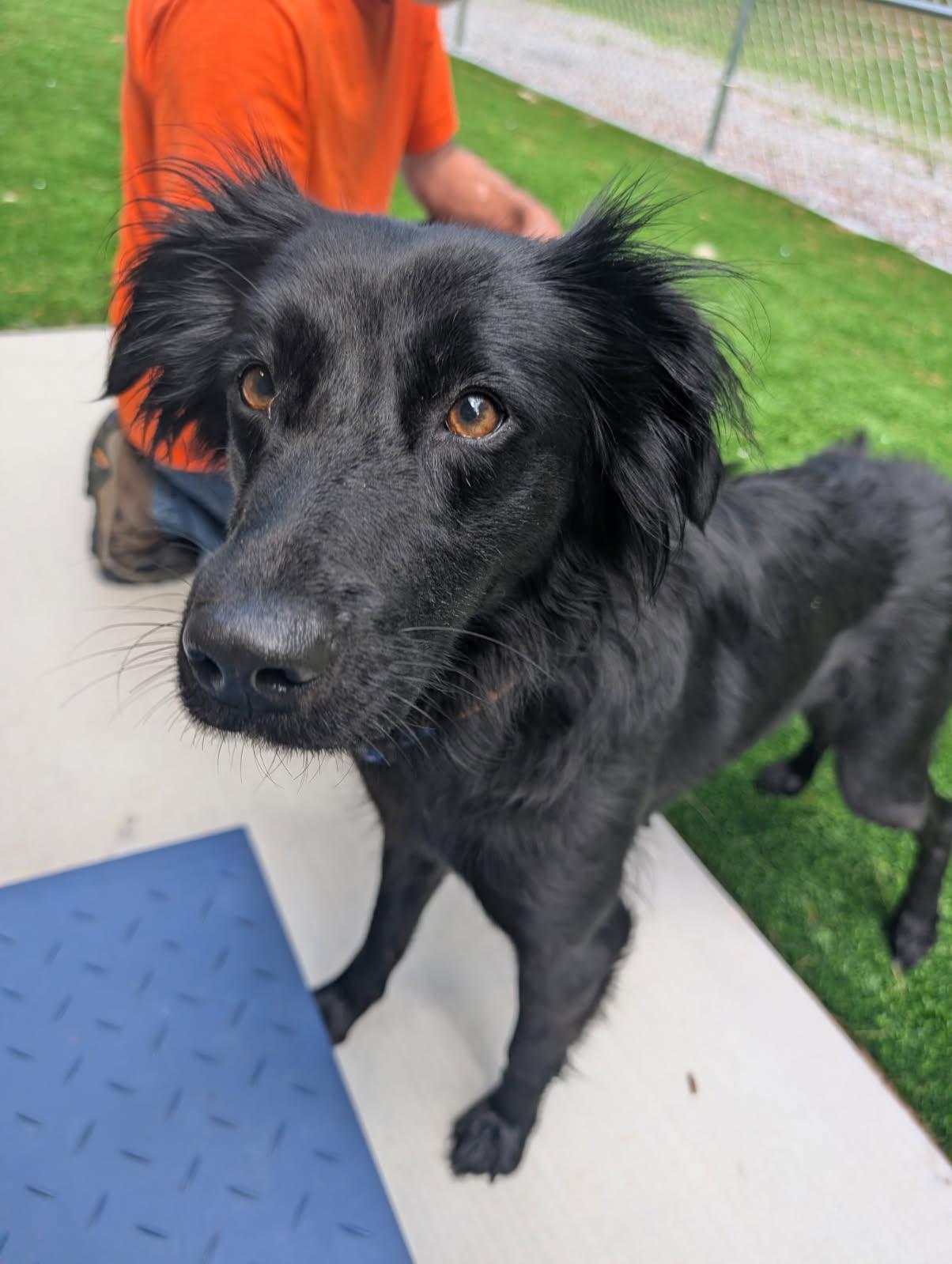 Ada, Adopted, Young Female Flat-Coated Retriever.