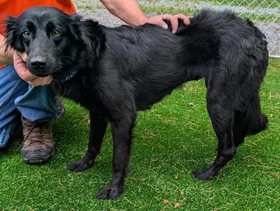 Enlarge Ada, a Adopted mixed breed in Chesapeake, VA image 2/3