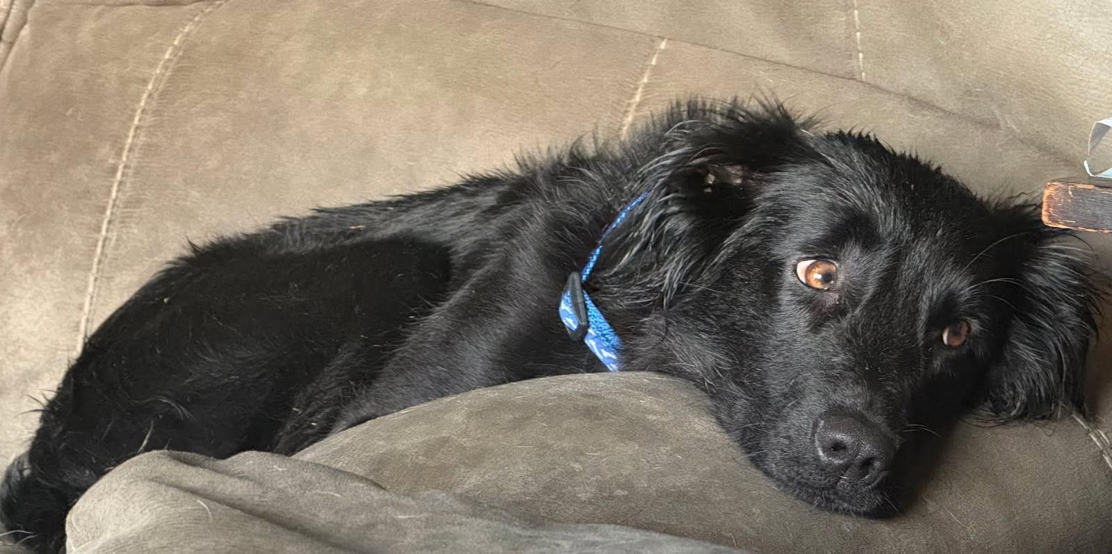 Enlarge Ada, a Adopted mixed breed in Chesapeake, VA image 3/3