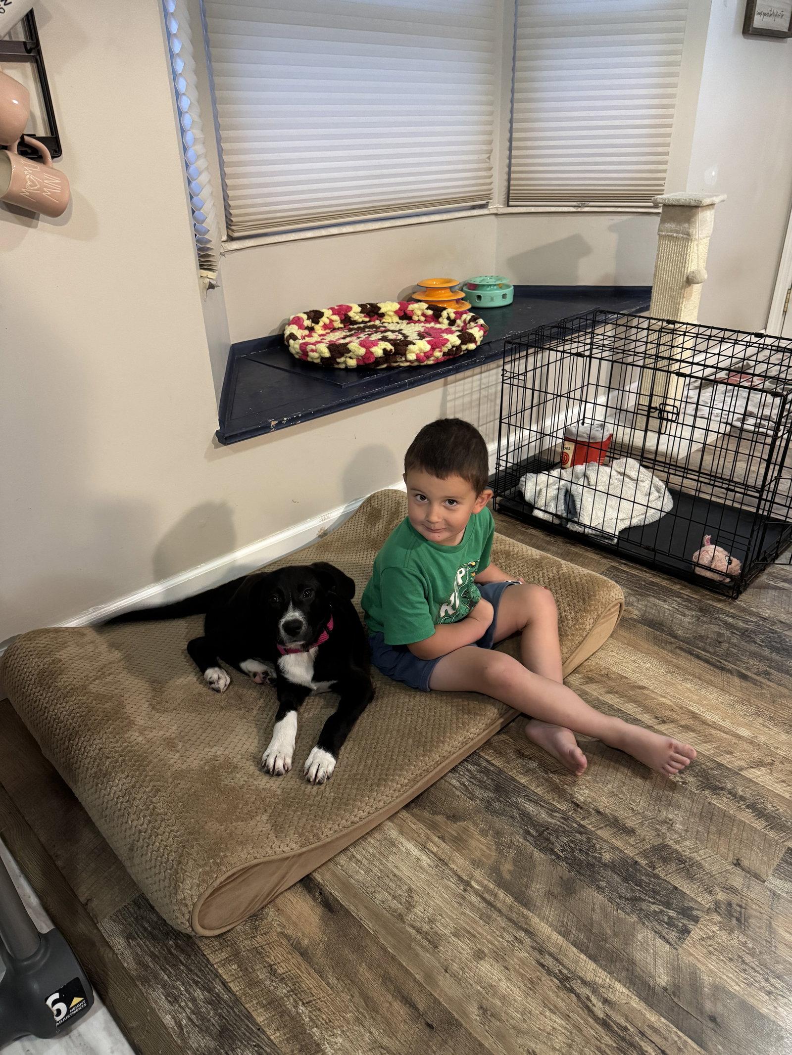 Winnie, a Adoptable Mixed Breed in Fenton, MO image 2/3