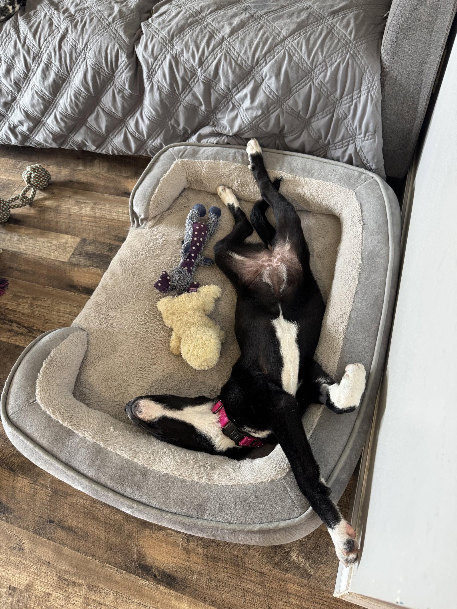 Winnie, a Adoptable Mixed Breed in Fenton, MO image 3/3