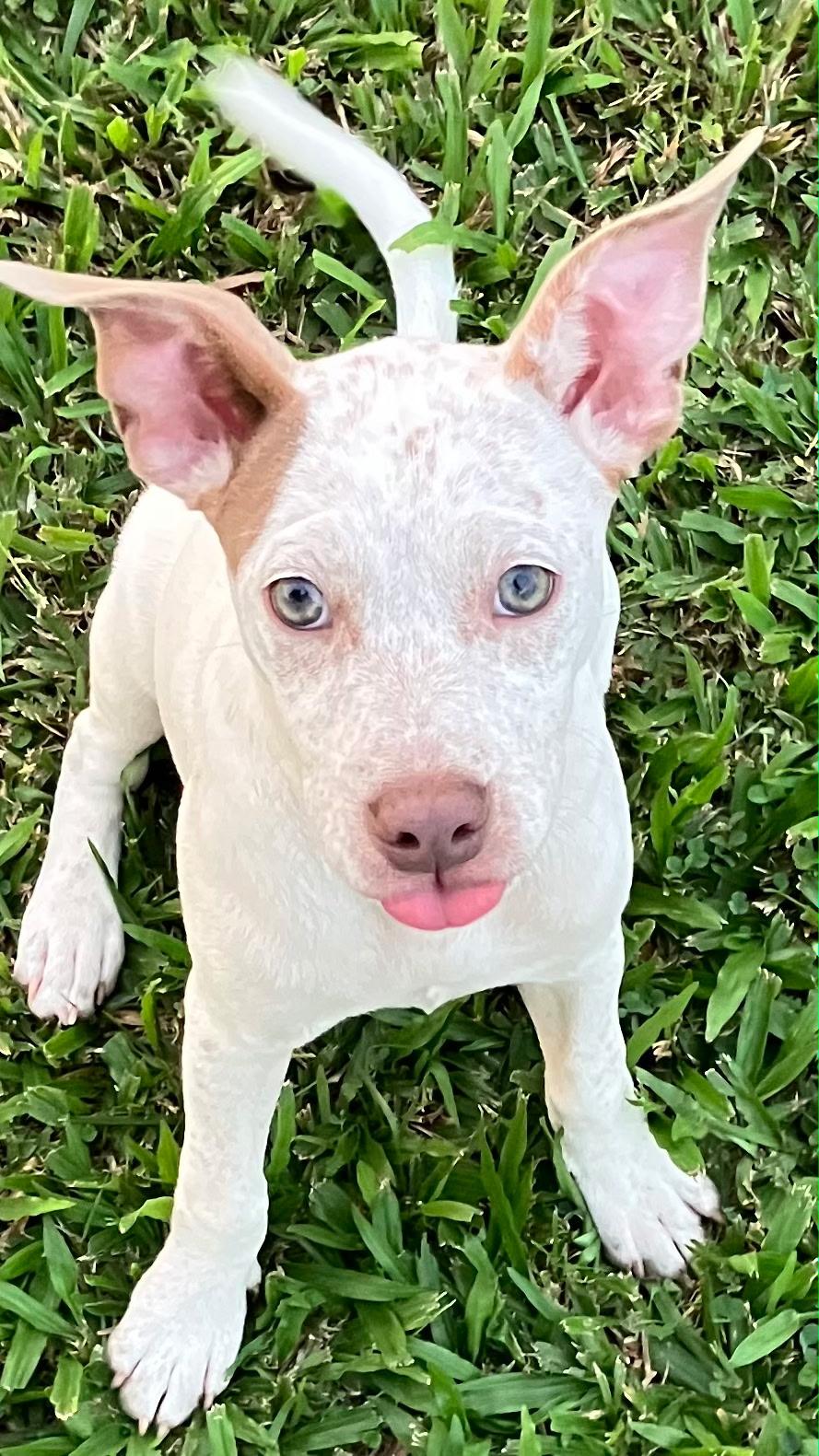Spreckles puppy girl, Adoptable, Puppy Female American Bully.
