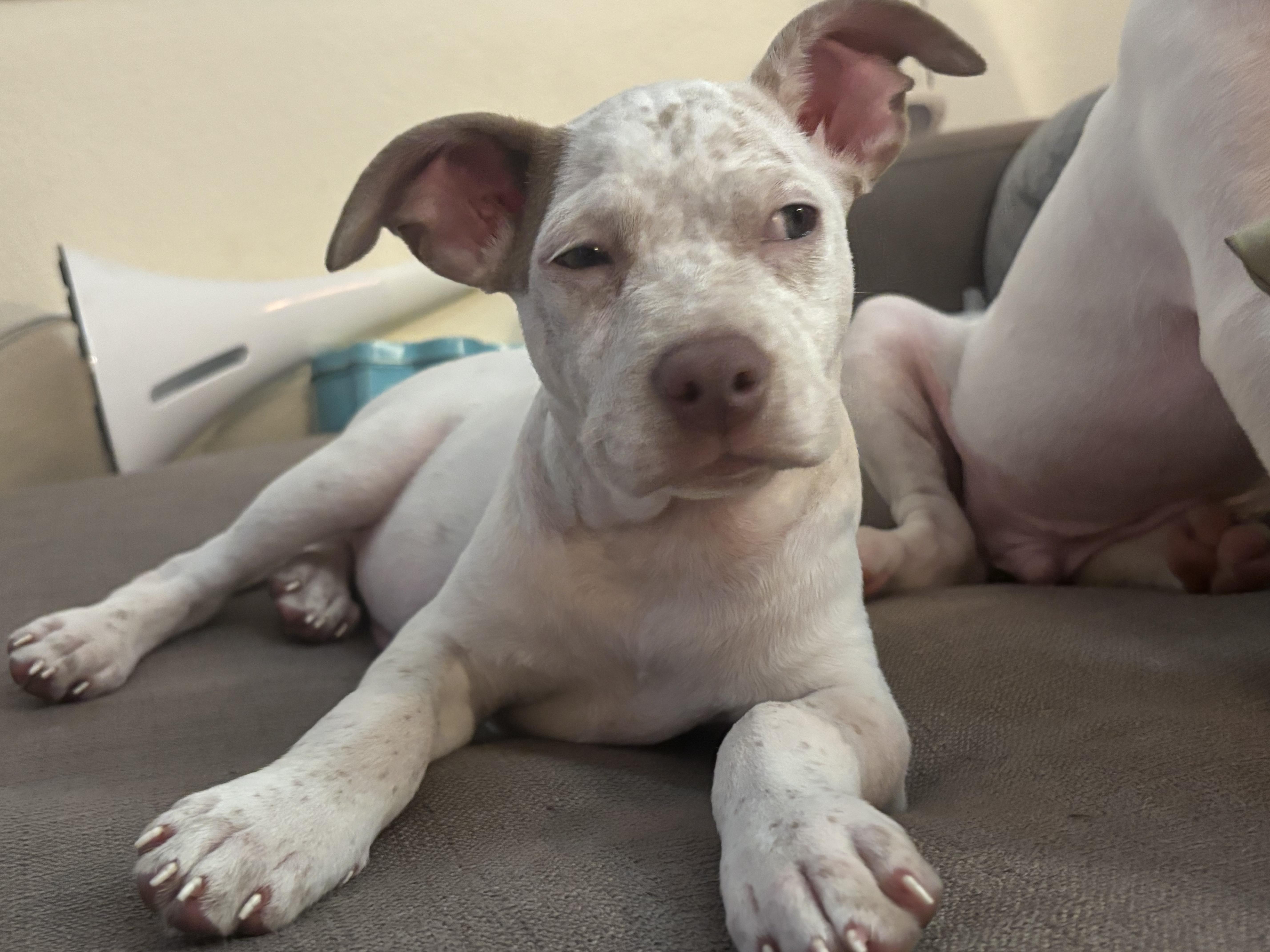 Enlarge Spreckles puppy girl, a Adoptable mixed breed in Metairie, LA image 3/6
