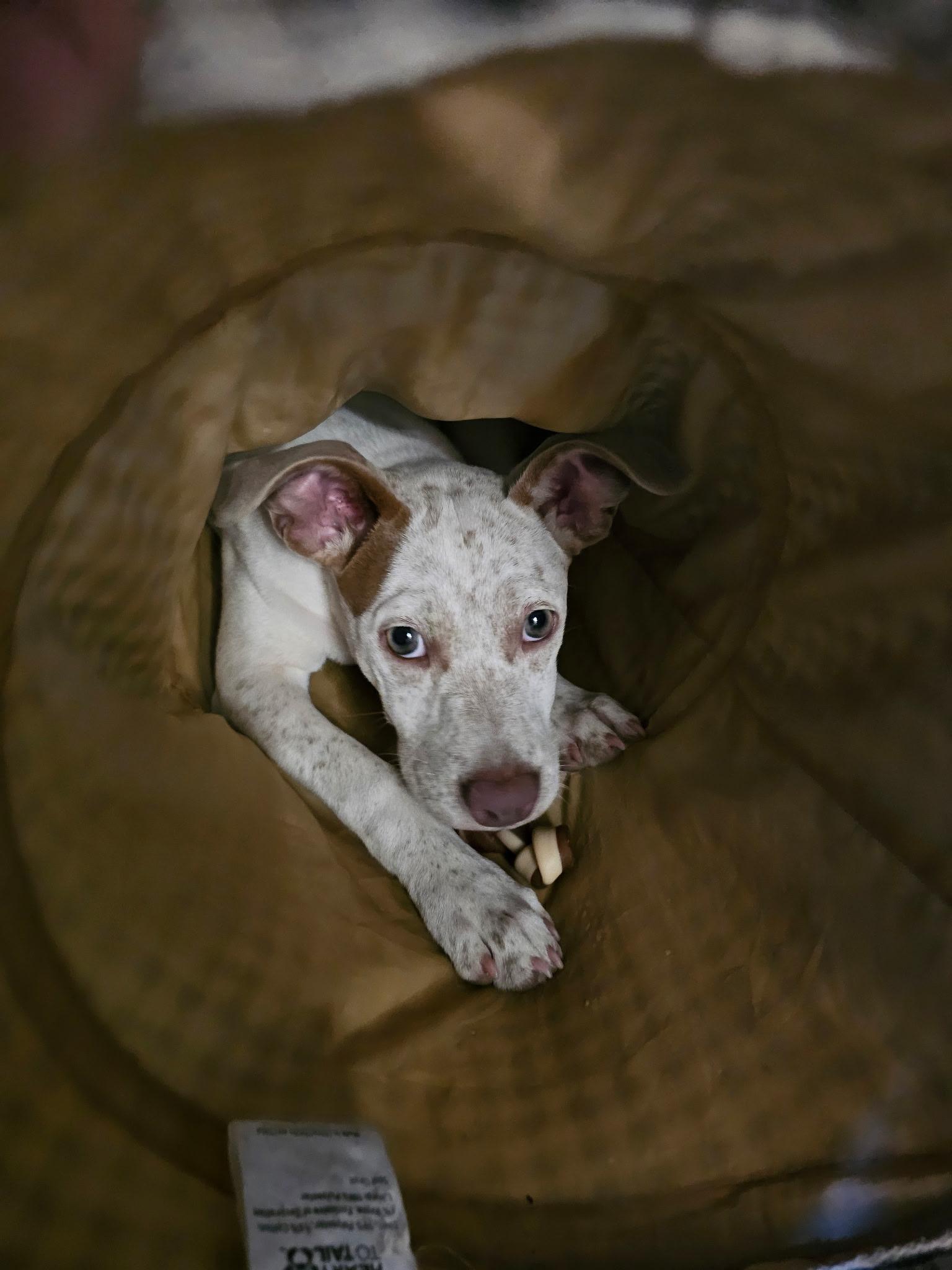 Enlarge Spreckles puppy girl, a Adoptable mixed breed in Metairie, LA image 6/6