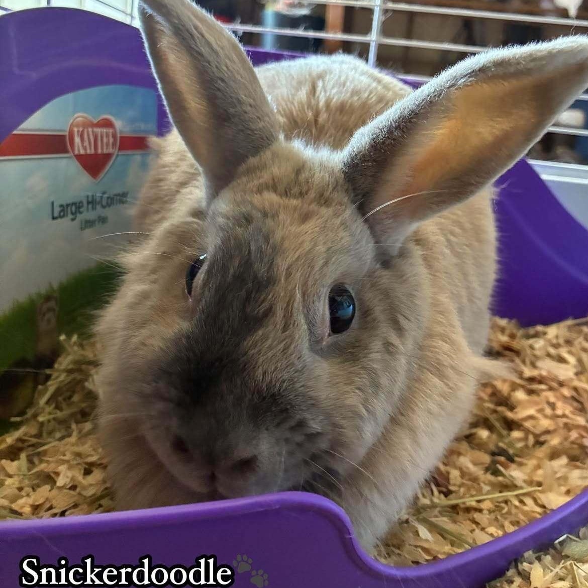 Snickerdoodle, ADOPTABLE, Young Male Lionhead & Dwarf.