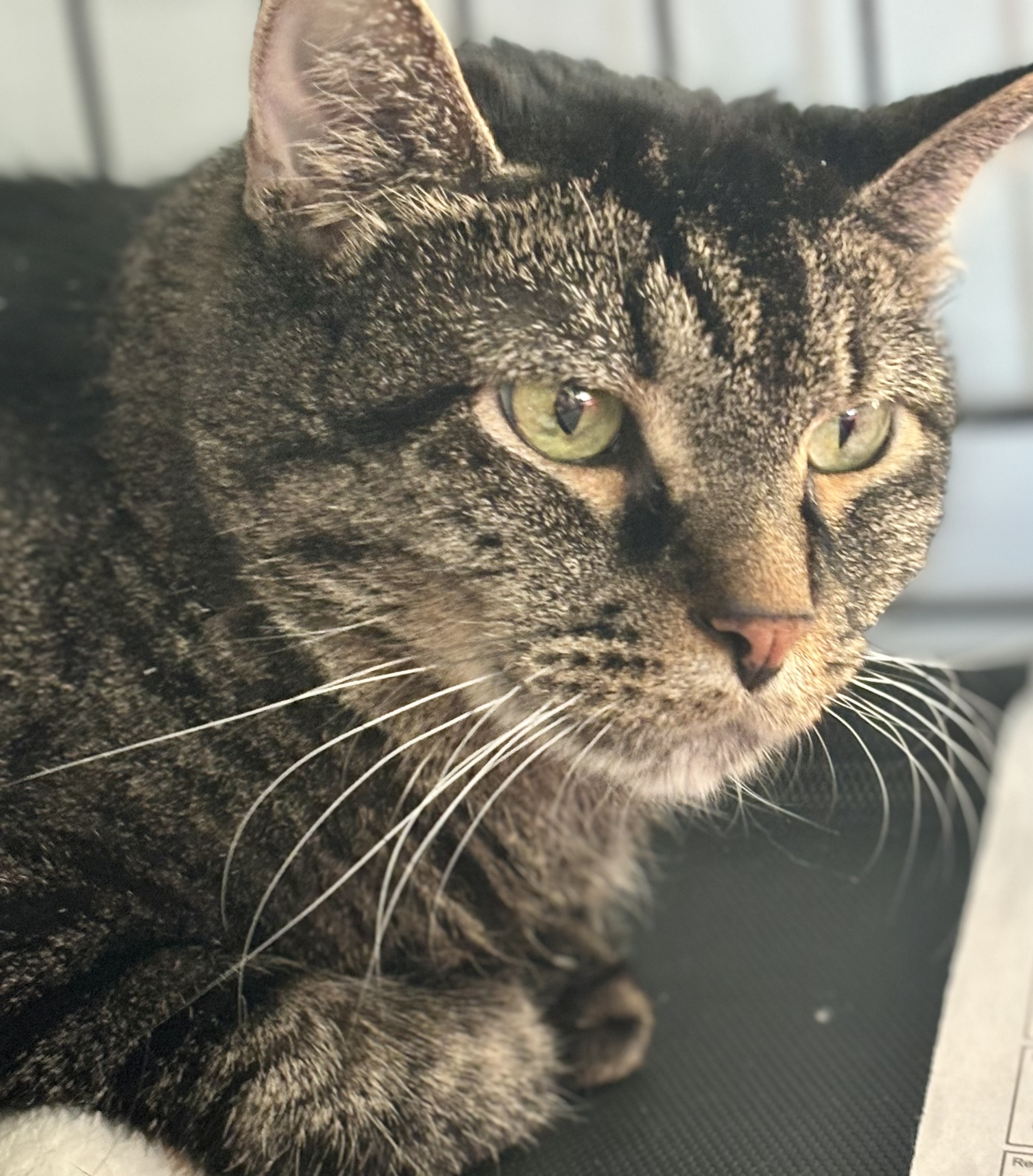 Lincoln, Senior Male Domestic Short Hair