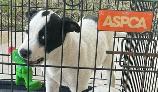Seal, Adopted, Puppy Male Mixed Breed.