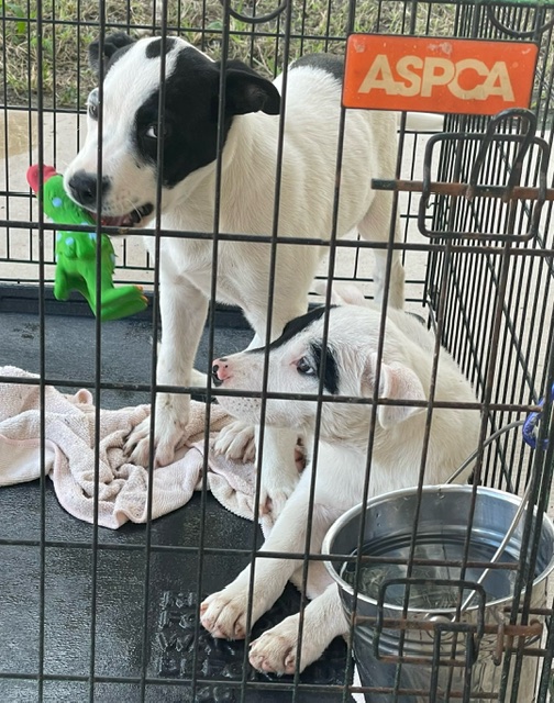 Enlarge Seal, a Adopted Mixed Breed in Winhall, VT image 2/3