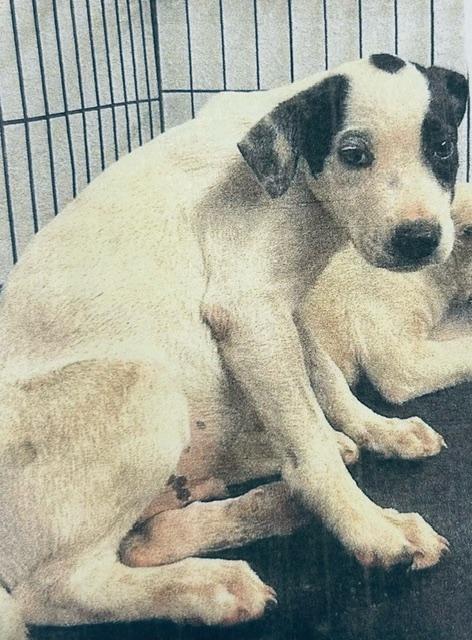 Enlarge Seal, a Adopted Mixed Breed in Winhall, VT image 3/3