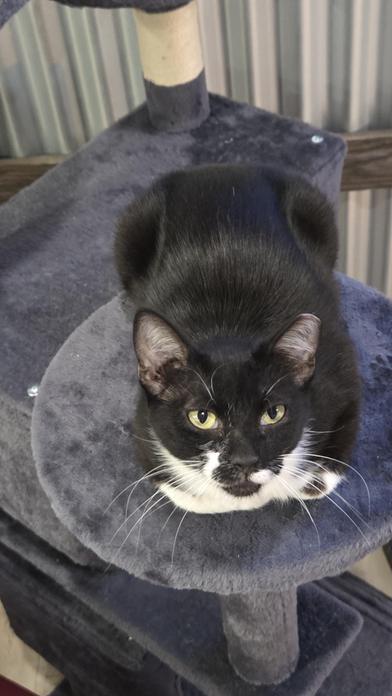 Enlarge Freeway, a Adoptable mixed breed in Liverpool, TX image 1/4