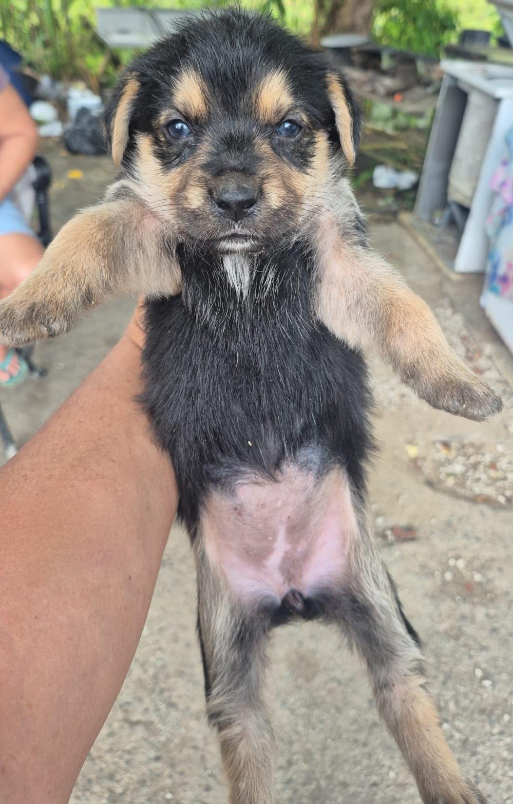 Tortalina "the Only Love thumbnail 2