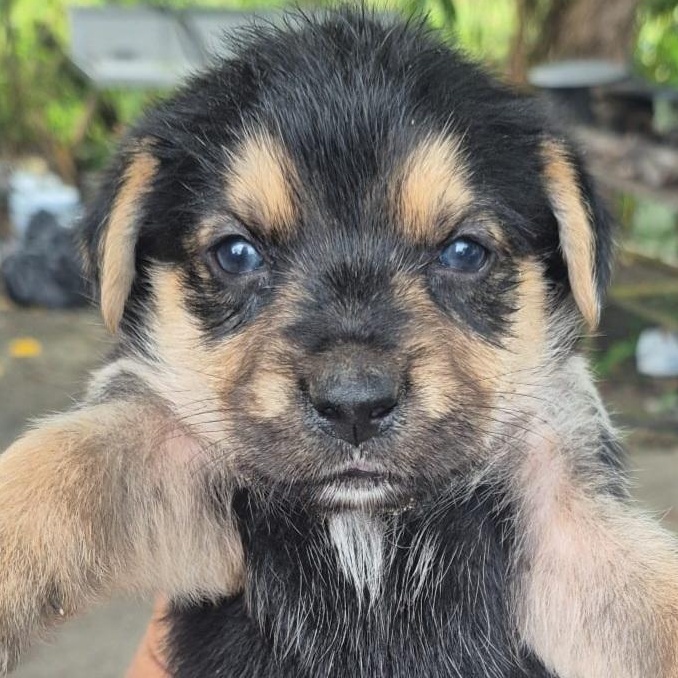 Tortalina "the Only Love