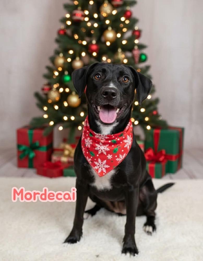 Mordecai, a Adoptable mixed breed in Fredericton, NB image 1/6