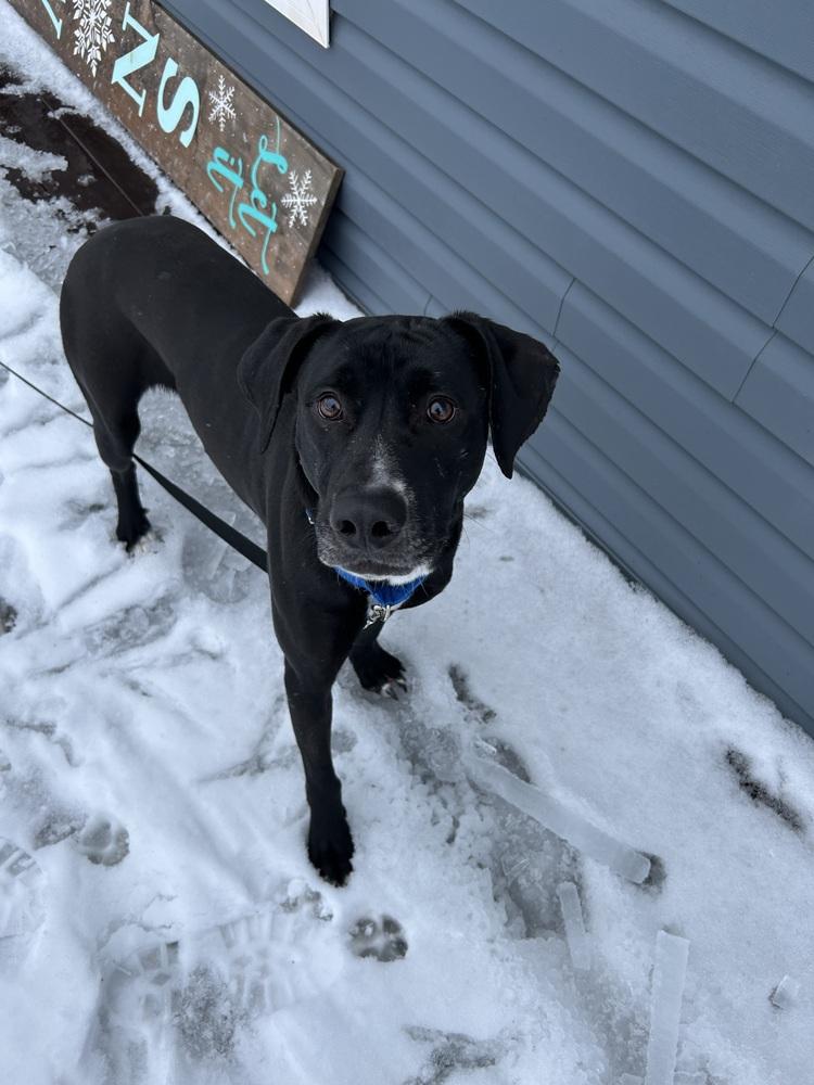 Mordecai 💜 🇨🇦, Adoptable, Young Male Labrador Retriever.