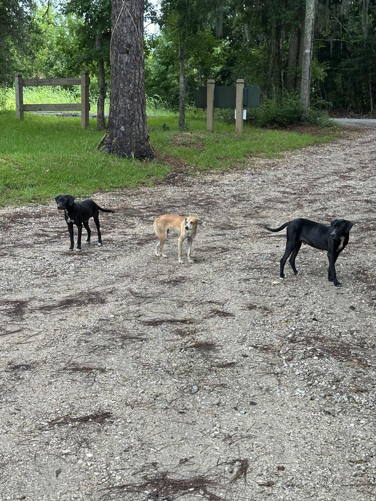 Mordecai, a Adoptable mixed breed in Fredericton, NB image 3/6