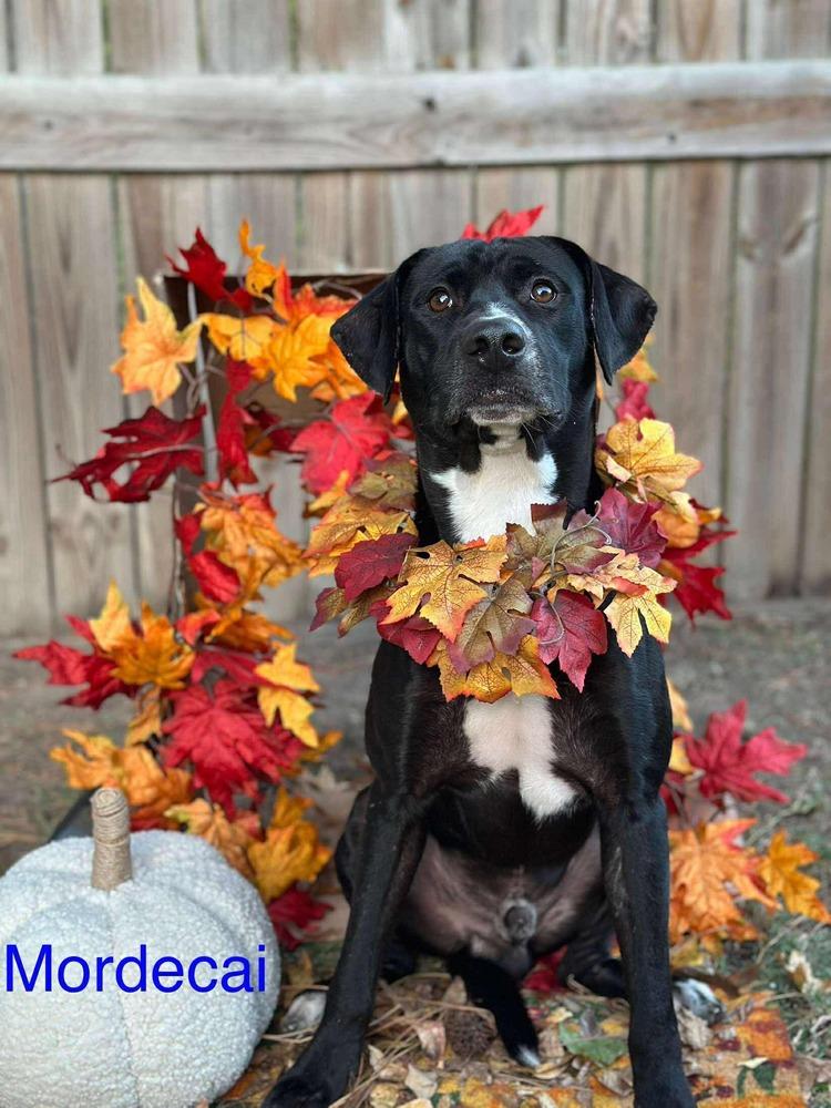 Mordecai, a Adoptable mixed breed in Fredericton, NB image 4/6