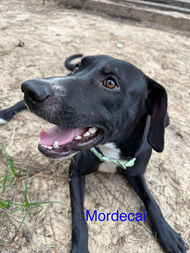 Mordecai, a Adoptable mixed breed in Fredericton, NB image 5/6