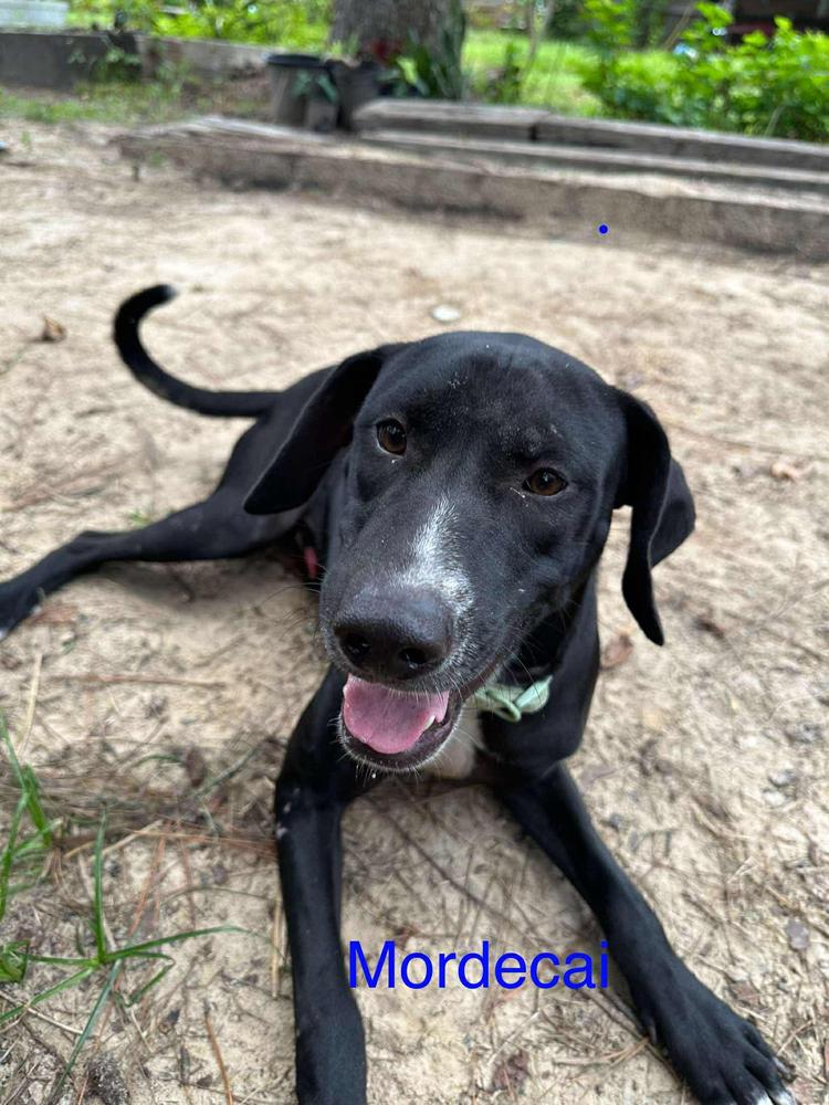 Mordecai, a Adoptable mixed breed in Fredericton, NB image 6/6