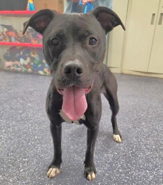 MARGOT, Adoptable, Young Female Pit Bull Terrier & Mixed Breed.