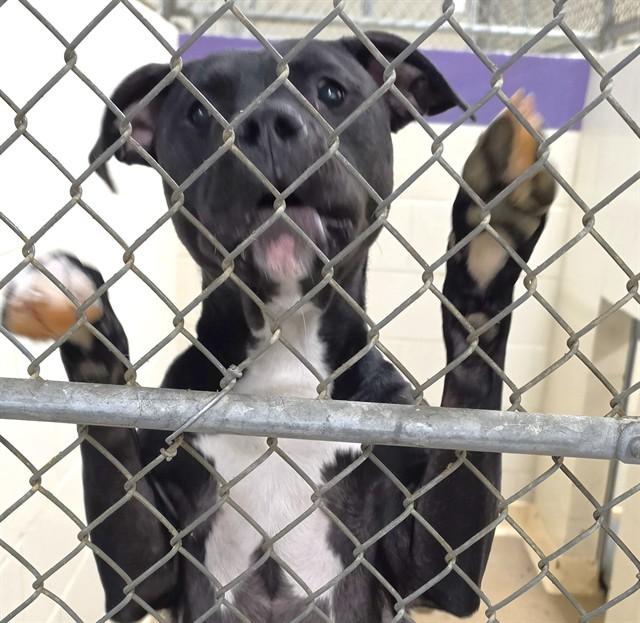 MARGOT, Adoptable, Young Female Pit Bull Terrier & Mixed Breed.