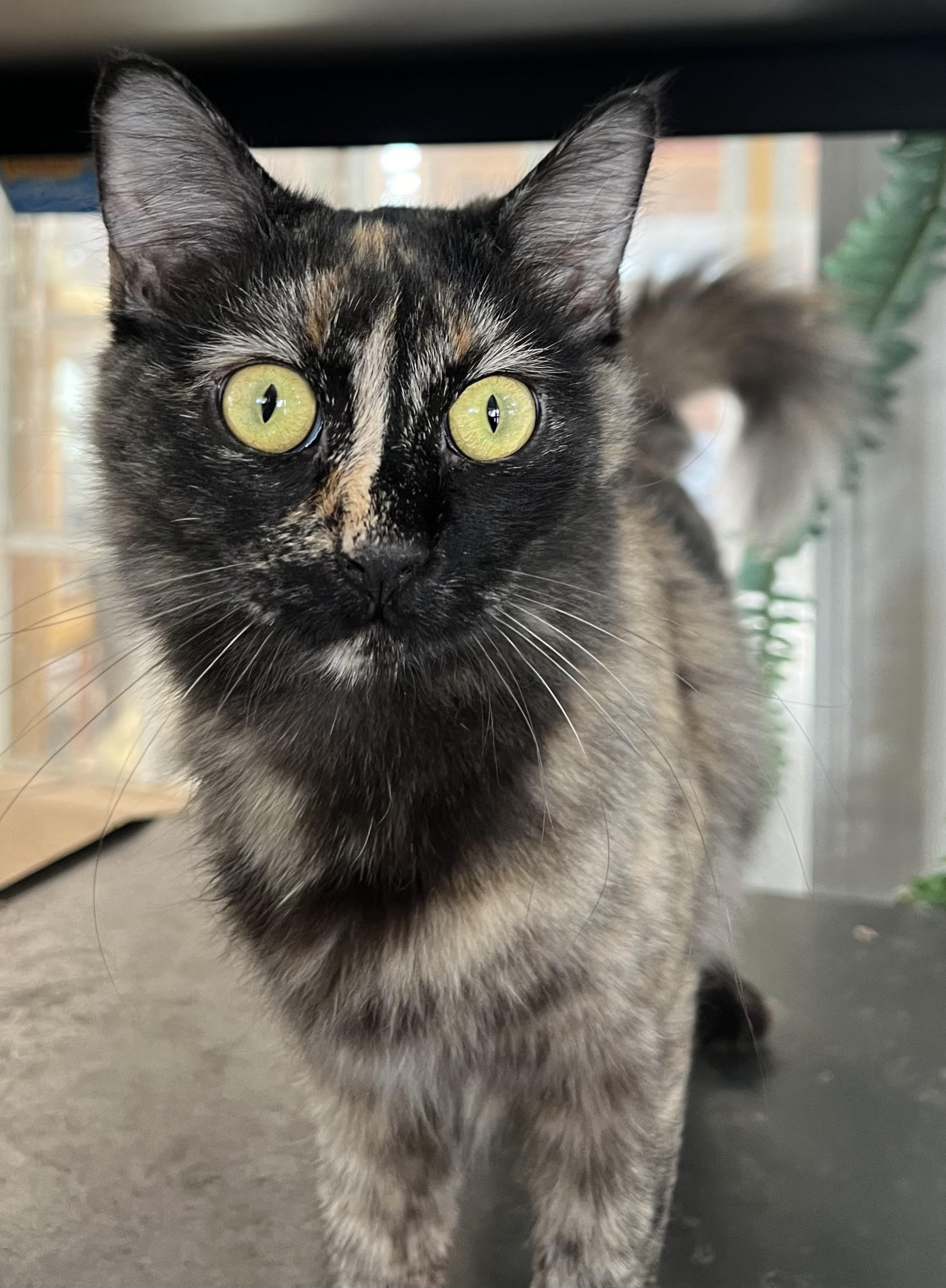 Lexi, Adoptable, Adult Female Domestic Long Hair.