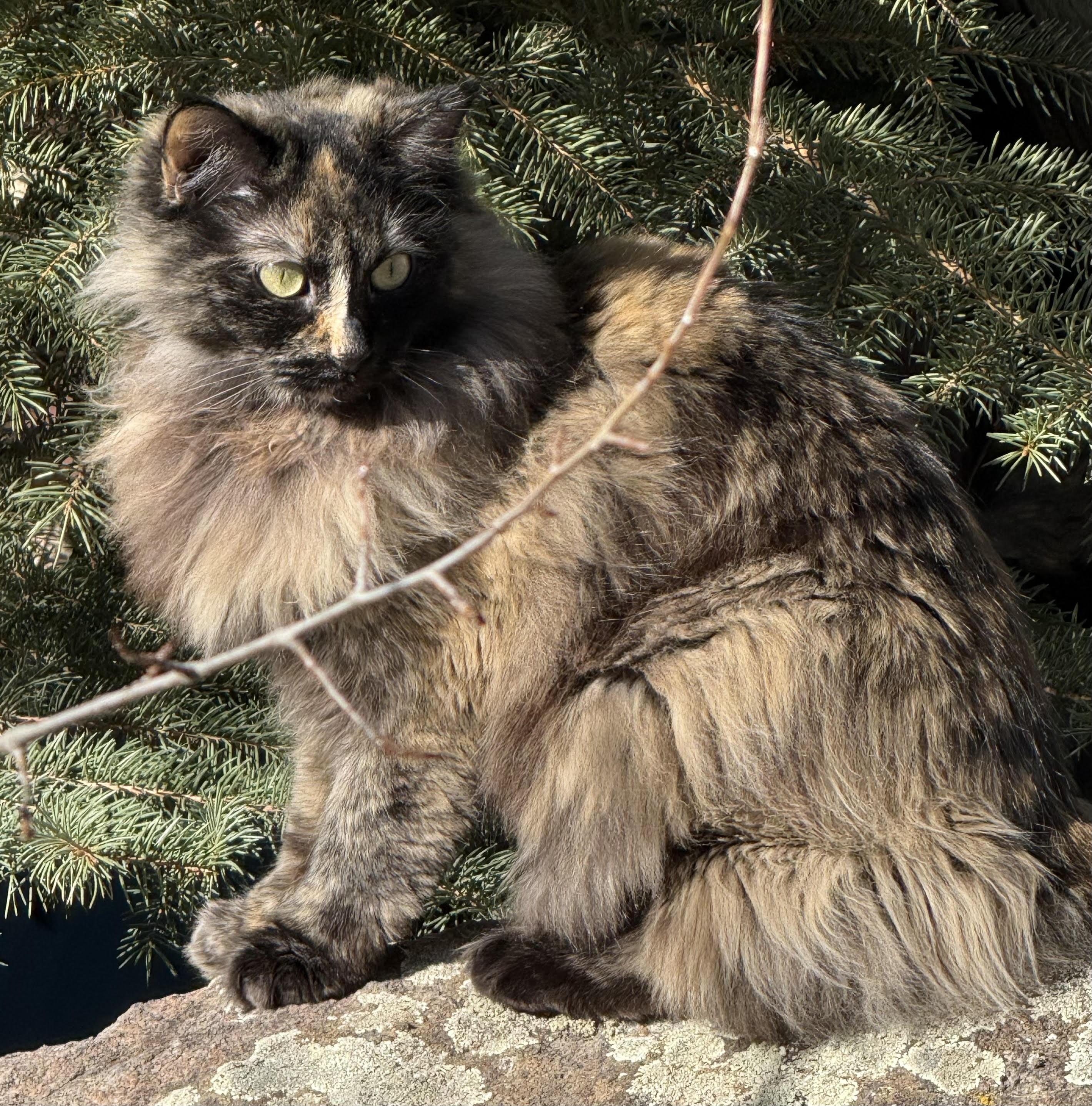 Enlarge Lexi, a Adoptable Domestic Long Hair in Butte, MT image 4/4