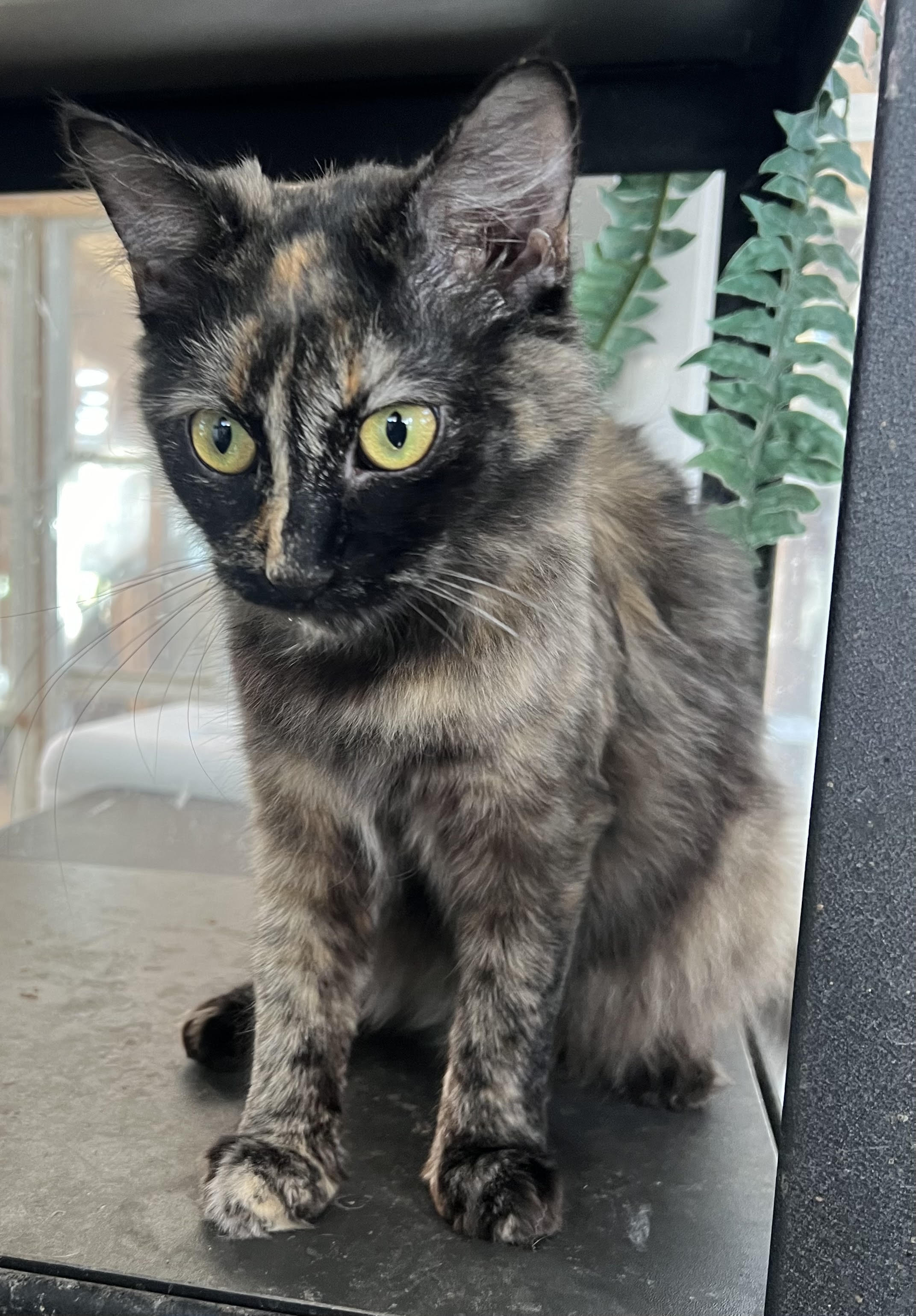 Enlarge Lexi, a Adoptable Domestic Long Hair in Butte, MT image 2/4