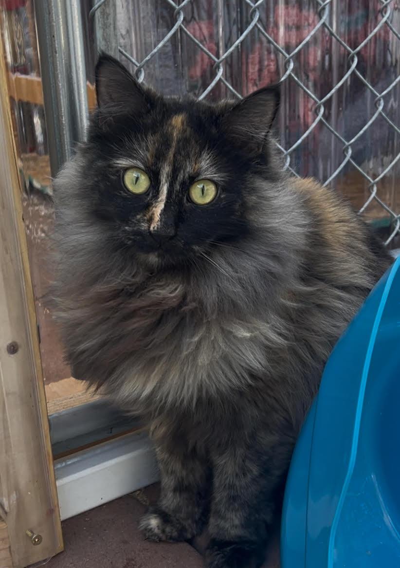 Enlarge Lexi, a Adoptable Domestic Long Hair in Butte, MT image 1/4