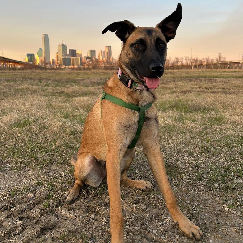 Sable B818, Adoptable, Young Female Belgian Shepherd / Malinois & Mixed Breed.