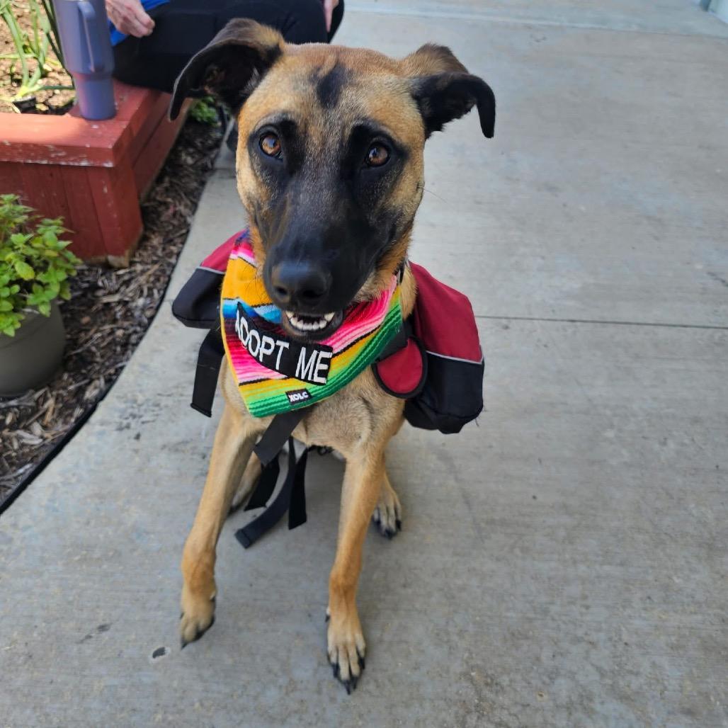 Sable B818, Adoptable, Young Female Belgian Shepherd / Malinois & Mixed Breed.