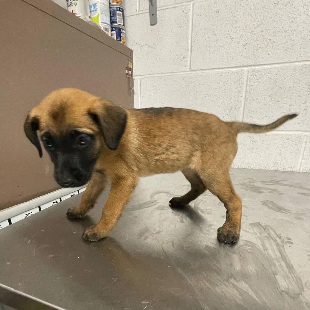 Enlarge Sable B818, a Adoptable mixed breed in Allen, TX image 1/6