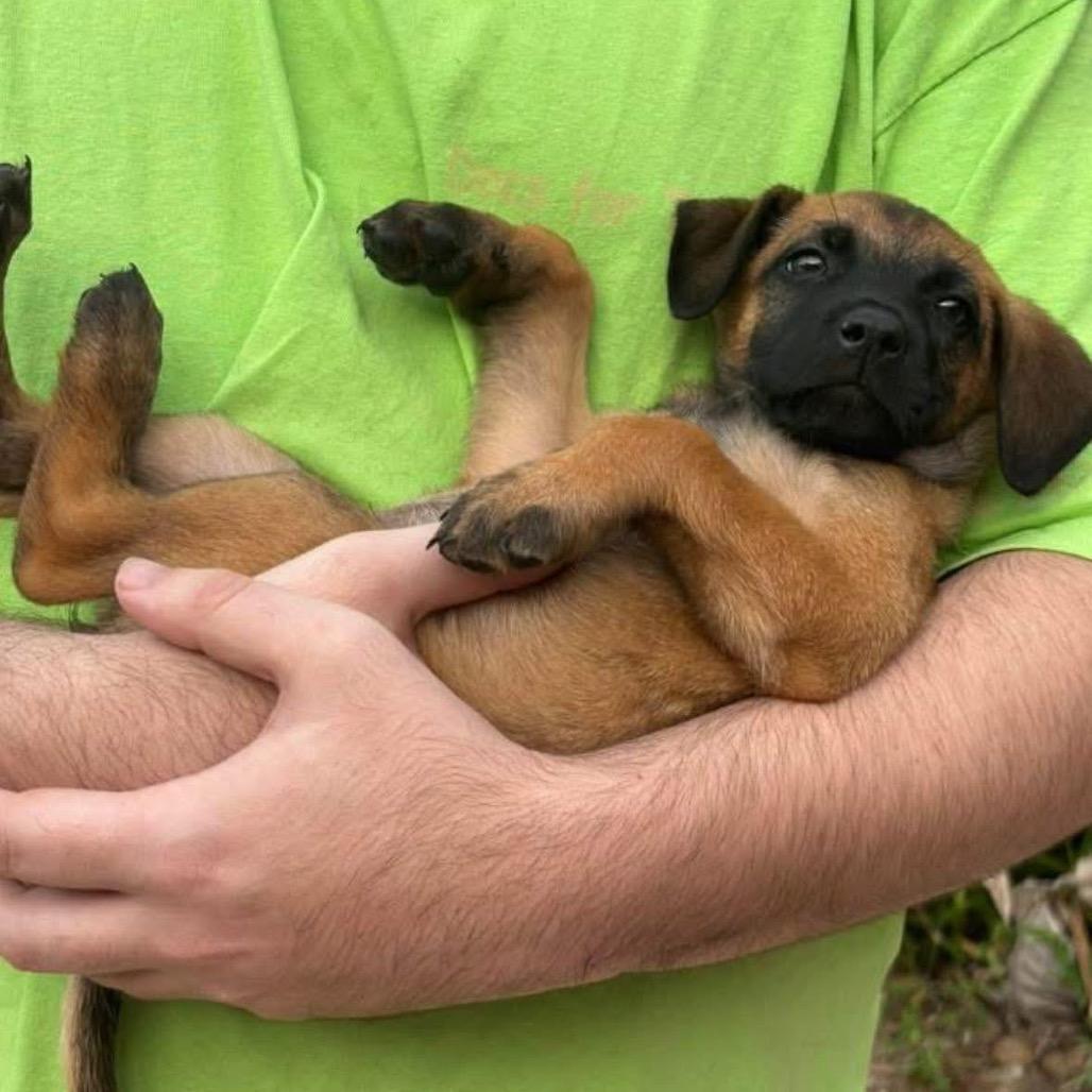 Sable B818, Adoptable, Young Female Belgian Shepherd / Malinois & Mixed Breed.