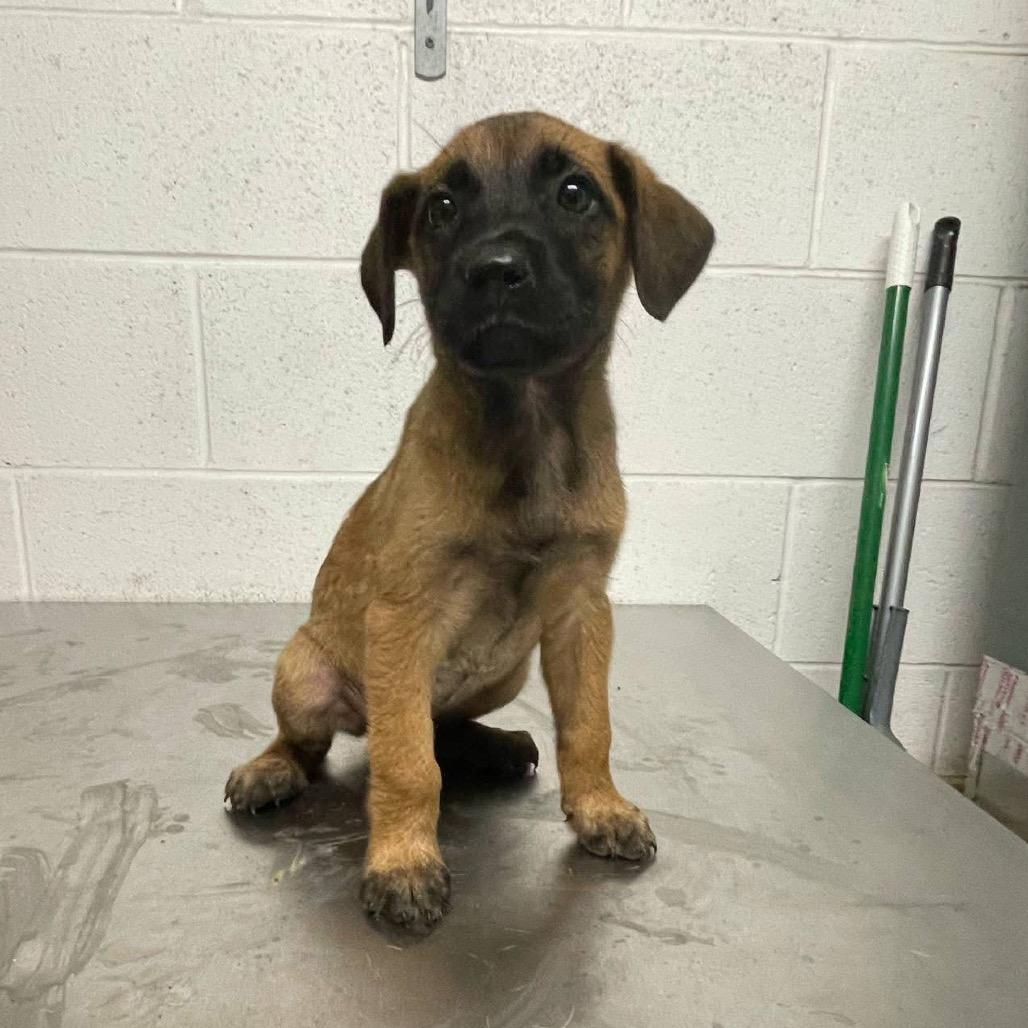 Enlarge Sable B818, a Adoptable mixed breed in Allen, TX image 3/6