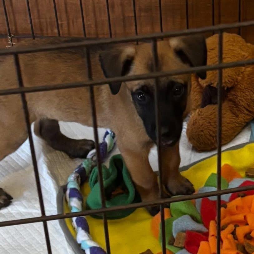 Enlarge Sable B818, a Adoptable mixed breed in Allen, TX image 4/6