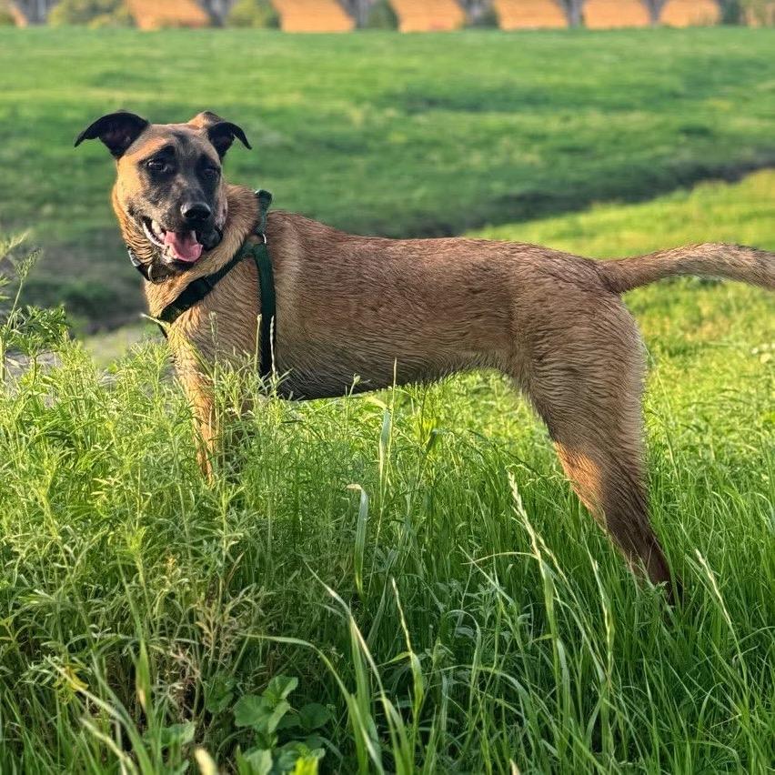 Enlarge Sable B818, a Adoptable mixed breed in Allen, TX image 2/6