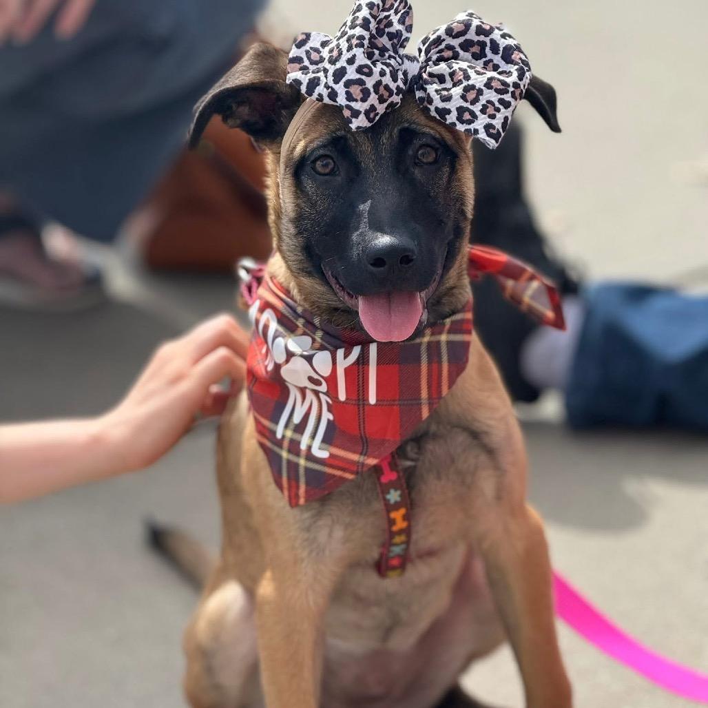 Enlarge Sable B818, a Adoptable mixed breed in Allen, TX image 2/6