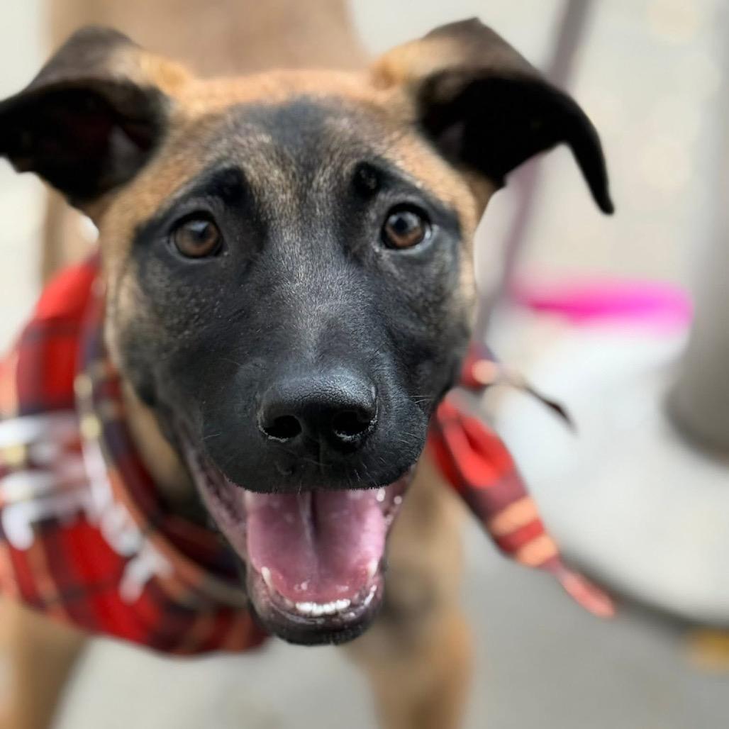 Sable B818, Adoptable, Young Female Belgian Shepherd / Malinois & Mixed Breed.