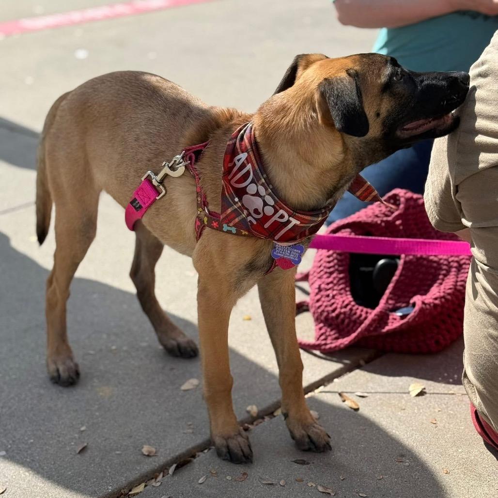 Sable B818, a Adoptable mixed breed in Allen, TX image 2/6
