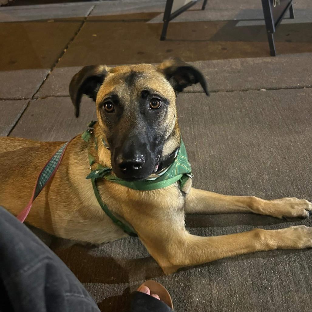 Enlarge Sable B818, a Adoptable mixed breed in Allen, TX image 3/6