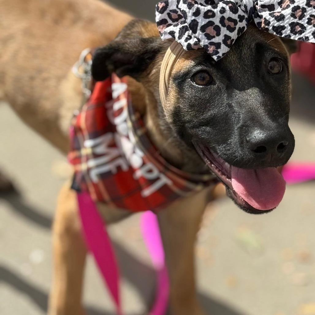 Sable B818, a Adoptable mixed breed in Allen, TX image 3/6