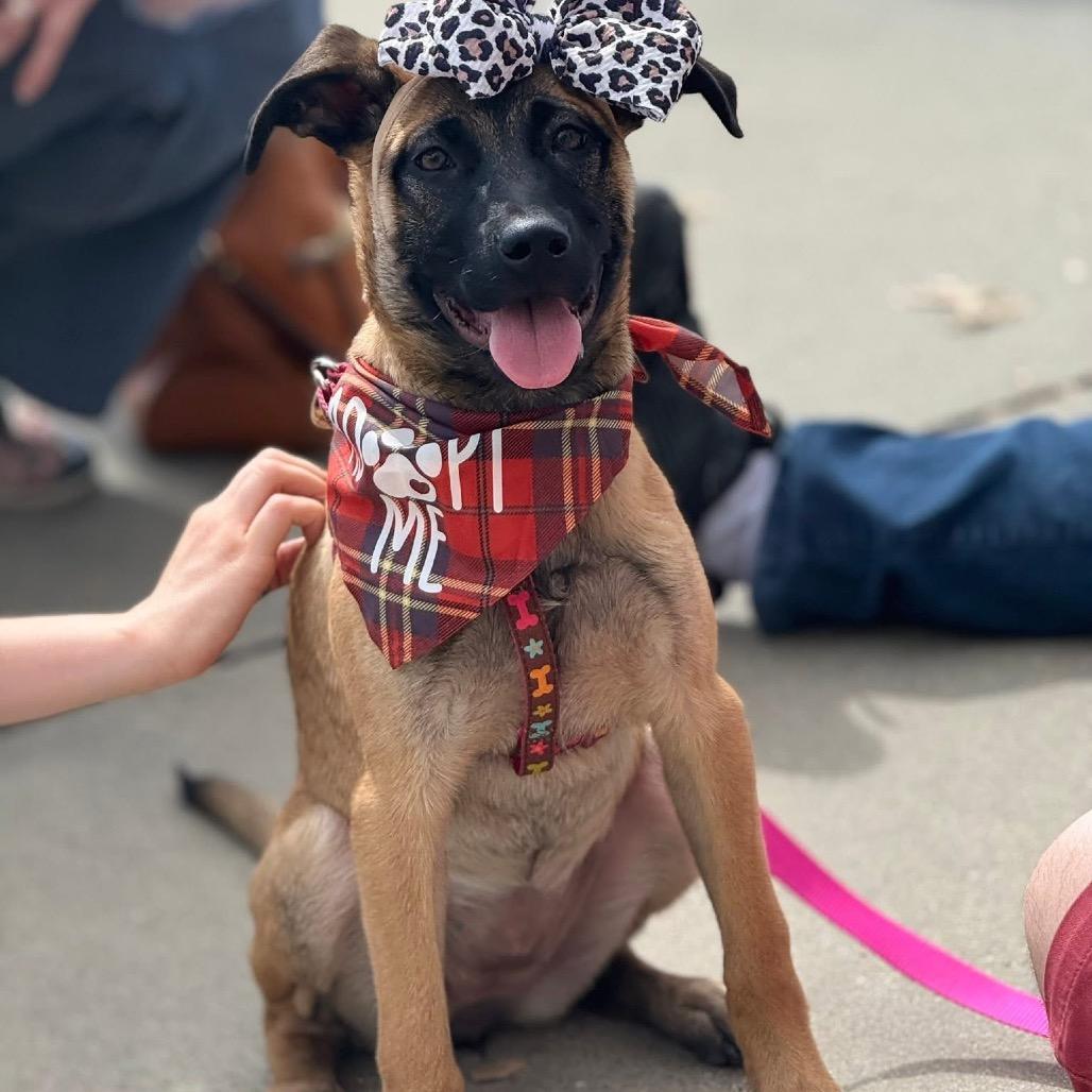 Enlarge Sable B818, a Adoptable mixed breed in Allen, TX image 4/6