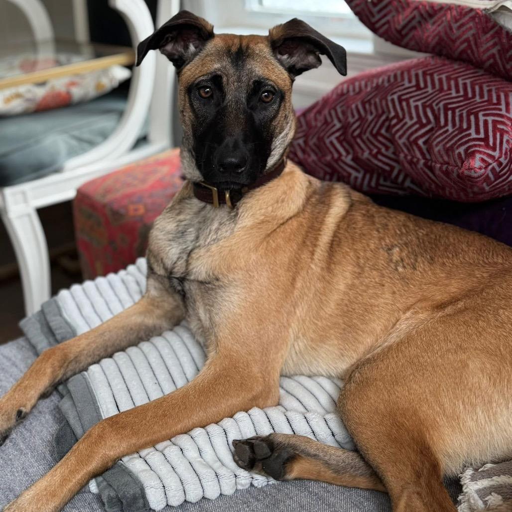 Enlarge Sable B818, a Adoptable mixed breed in Allen, TX image 5/6