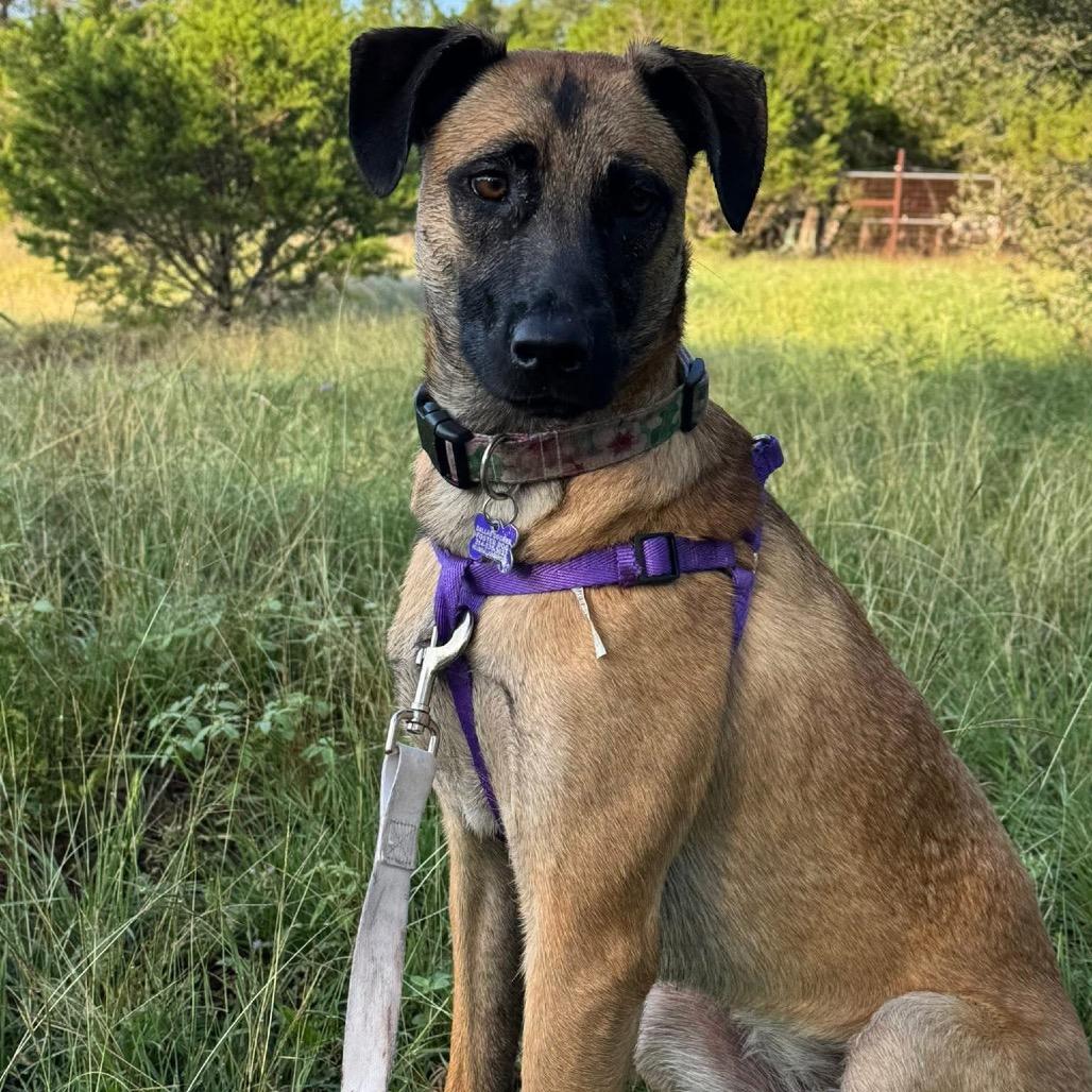 Sable B818, a Adoptable mixed breed in Allen, TX image 5/6