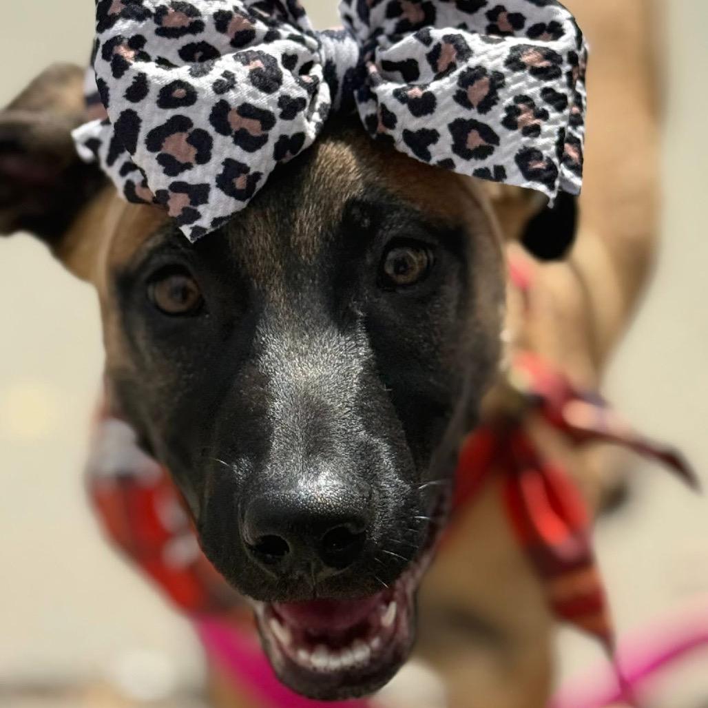 Enlarge Sable B818, a Adoptable mixed breed in Allen, TX image 5/6