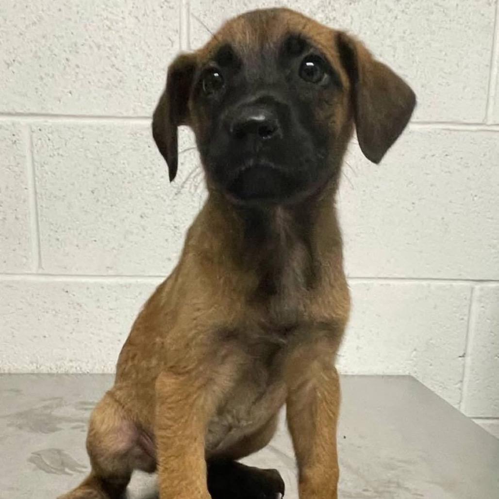 Enlarge Sable B818, a Adoptable mixed breed in Allen, TX image 6/6