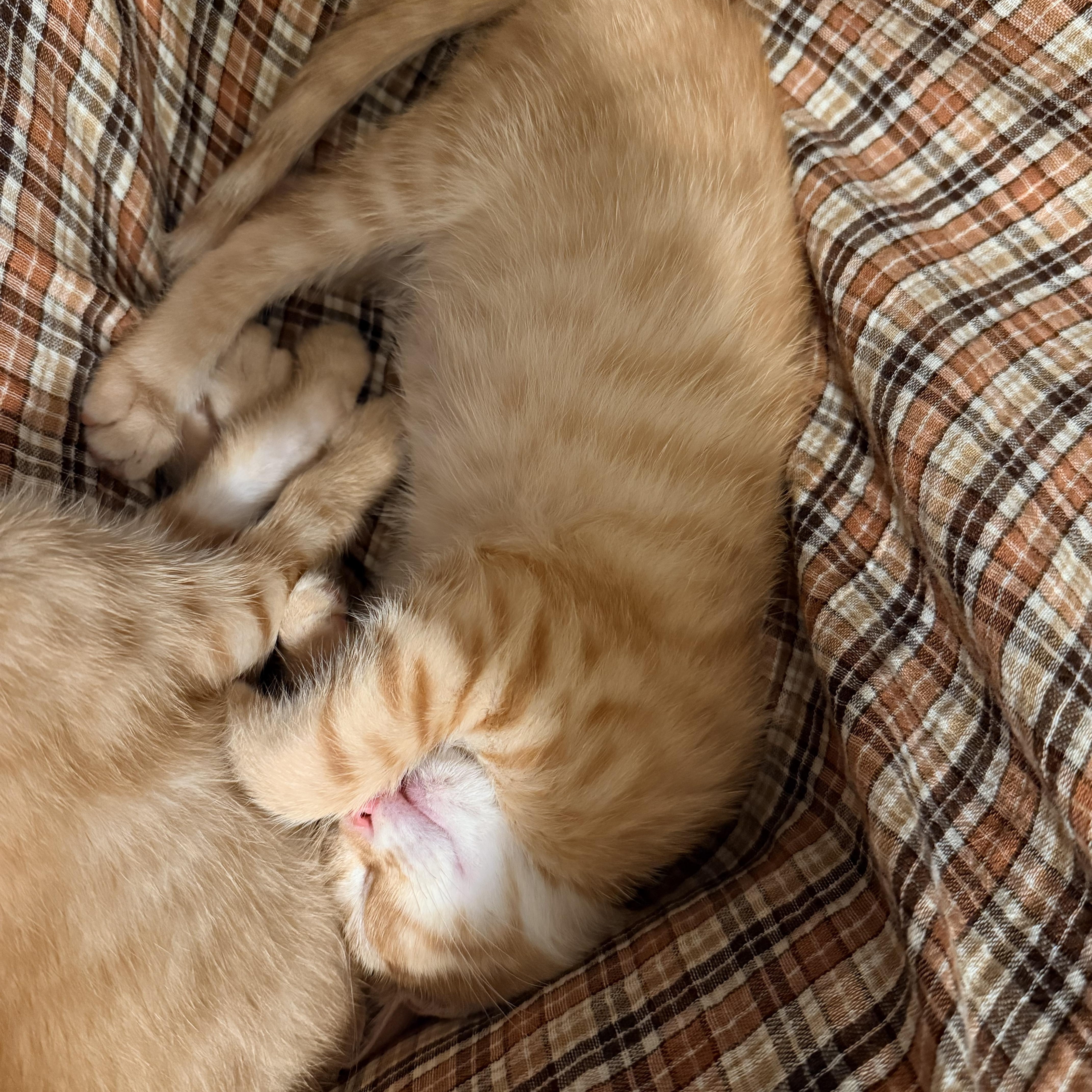 Enlarge Dirigible - Athens, GA, an adopted mixed breed in Athens, GA image 2/6