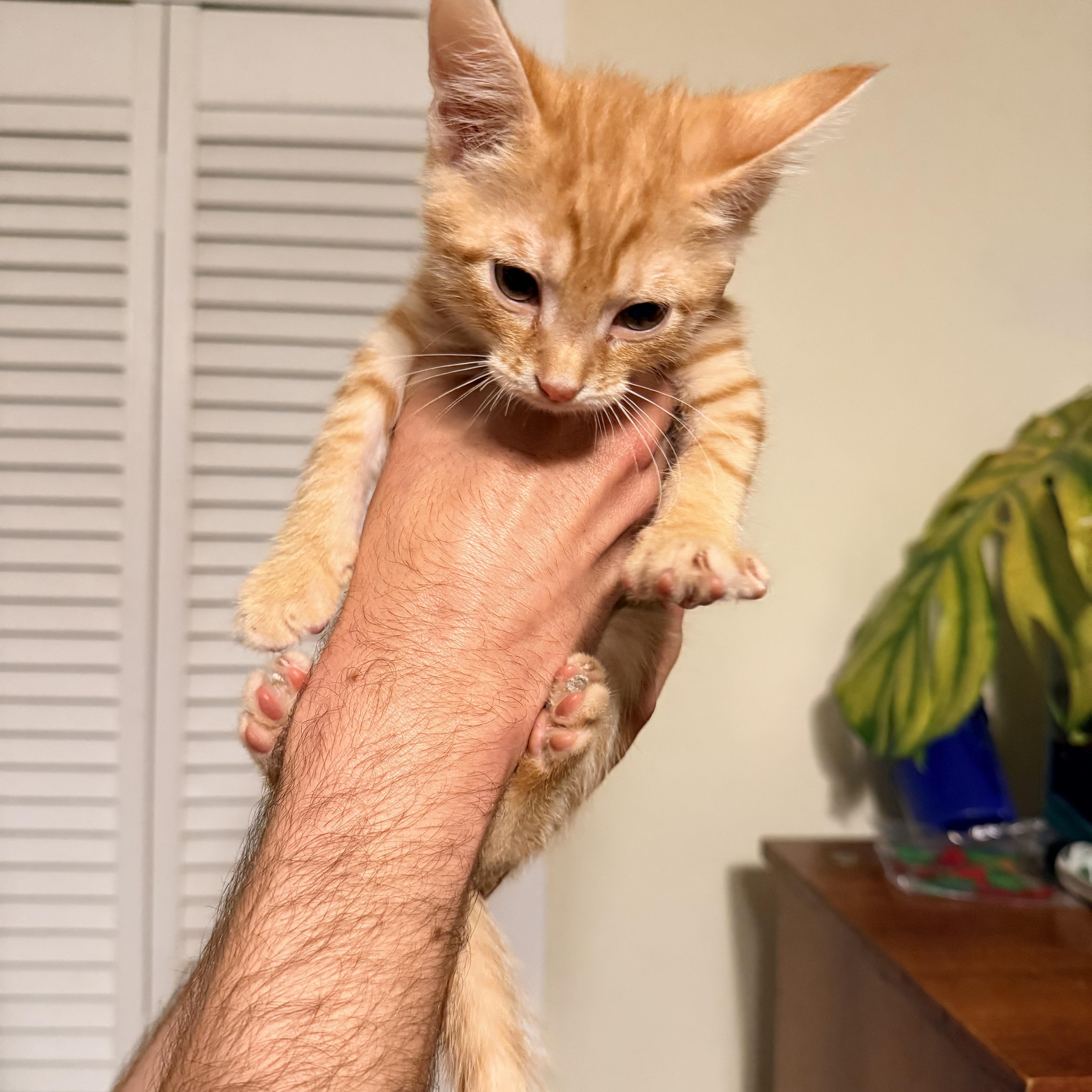 Enlarge Dirigible - Athens, GA, an adopted mixed breed in Athens, GA image 5/6